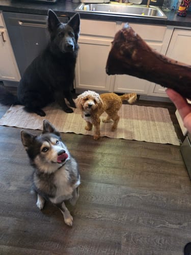 Customer photo review of Gift Bundle: 2 Large Yak Chews and a 6" Hickory Smoked Bully Stick