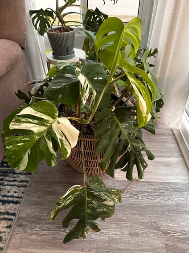 Mandi W. review of Plant Food image 1 out of 1