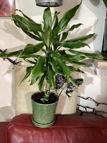 Mary B. review of Flora Pod™ - Earth's Smartest Plant Monitor image 3 out of 5