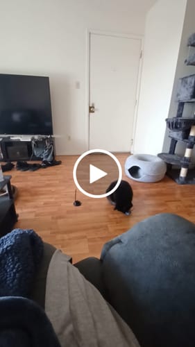 Customer video review of Interactive Bird Simulation Cat Toy Set