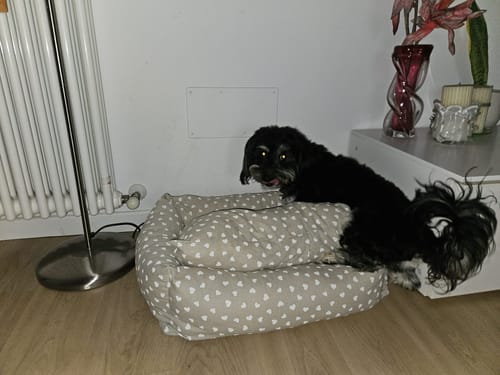 Customer photo review of Divanetto Cotone Panama Little Love Heart White