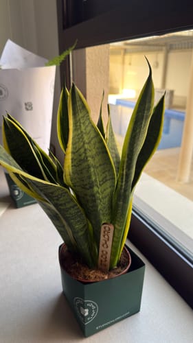 Customer photo review of Snake Plant