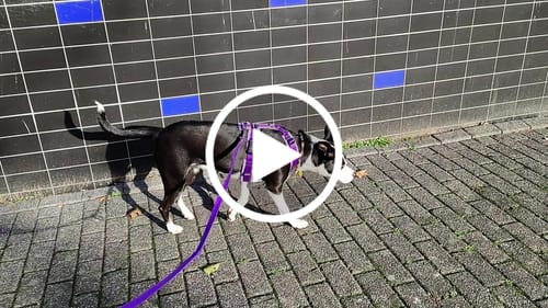 Customer video review of Y Shaped Harness Purple/Lilac - SHORT Back | AnnyX
