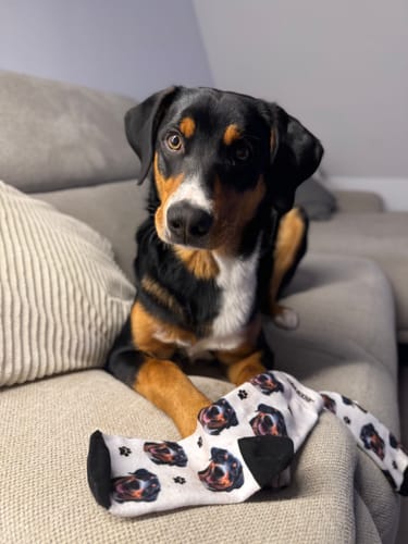 Aileen M. review of Personalisierte Socken mit deinem Haustier image 1 out of 1