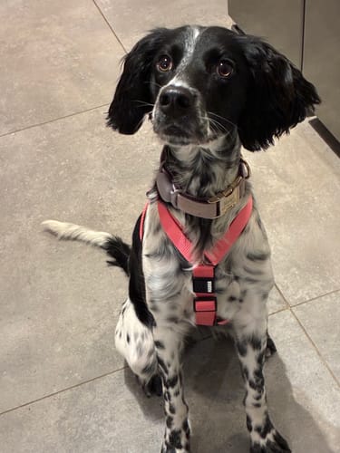 Customer photo review of Tesla City Harness