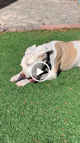Customer video review of Long-Lasting Yak Chews — 6 Flavor Pack