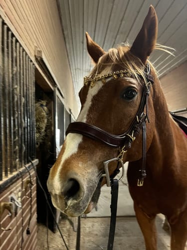 Customer photo review of Lily multi bridle