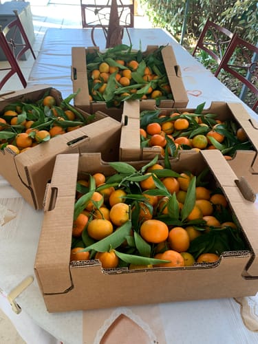 Liliane B. review of Clémentines Bio - Origine Corse image 1 out of 1