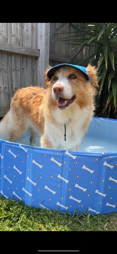Customer photo review of Pet Swimming Pool and Bath Tub
