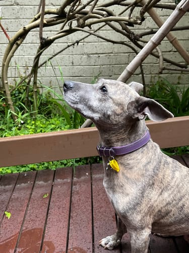 Customer photo review of Hand Made Leather Dog Collar - Tuscan Purple (Slim Fit)