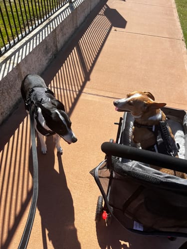 Reviewer's dog in the Pet Dog Stroller looking at another dog standing on the sidewalk.