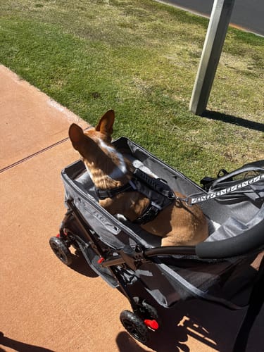 Customer's brown and white dog sitting comfortably inside the grey Pet Dog Stroller on a sidewalk.
