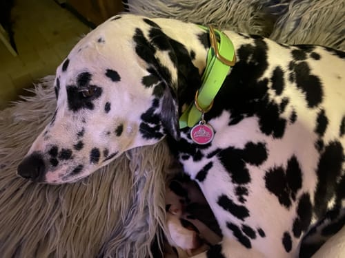 Customer photo review of Pistachio Cashmere Collar