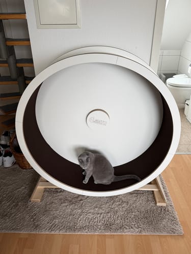 Christian W. review of Elmato Katzenlaufrad Rocky Standmodell image 1 out of 1