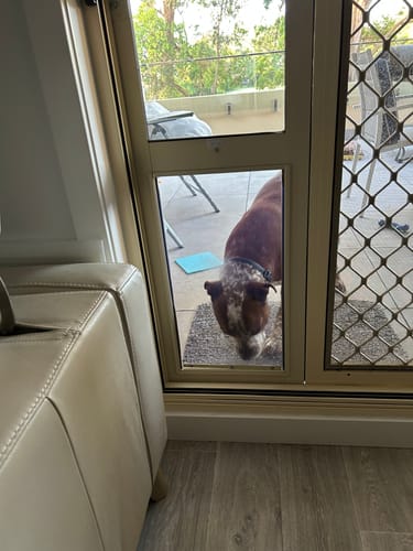 Customer photo review of Patio Pet Door Insert