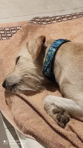 Customer photo review of Collar personalizado para Mascota: Noche