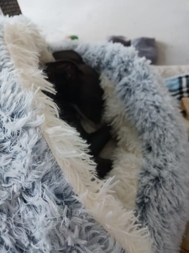 Customer photo review of Super Plush Cove Bed