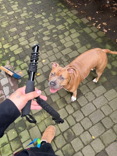 Customer photo review of Flirtpole - interaktywna zabawka dla psa