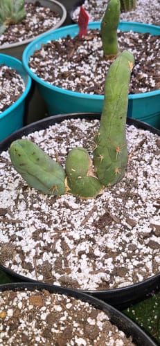 Customer photo review of Trichocereus Bridgesii Monstrose | Short Form | Type B | Penis Cactus