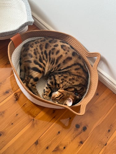 Customer photo review of Instinct Basket | Handwoven & Chemical-Free Cat Territory