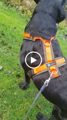 Customer video review of Y Shaped Harness Orange/Olive - SHORT Back | AnnyX