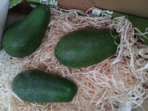 Customer photo review of Avocado Fuerte Bio von Andrea Sizilien