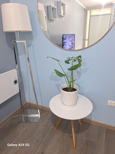 Customer photo review of Monstera Deliciosa M