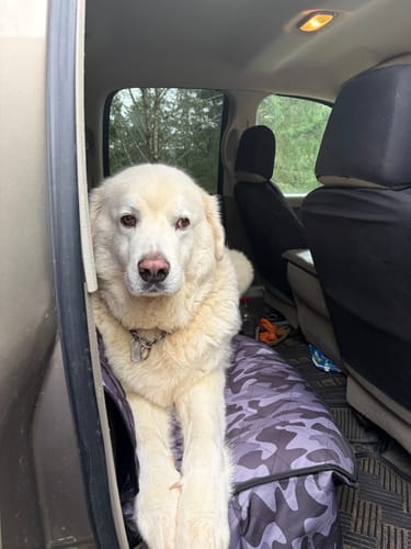 Customer photo review of Rear Seat Cover for Fold Down Seats - No Hammock - Regular