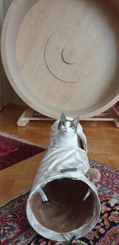 Alzbeta S. review of Elmato Katzenlaufrad Rocky Standmodell image 1 out of 2