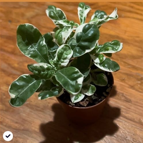 Ena P. review of Plant Food image 1 out of 5