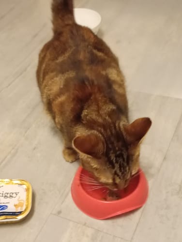 Avis photo d'un client sur Pâtée Chat Stérilisé Sans Céréales - Poisson Blanc