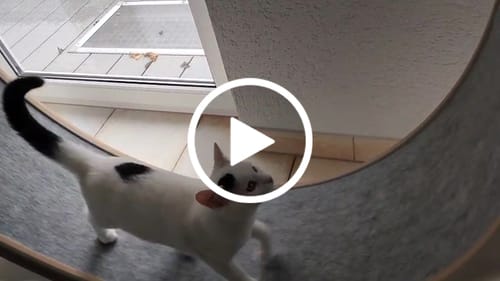 Harald K. review of Katzenlaufrad B-Ware & Neuwertig: Simba, Rocky WAND- & STAND-Modell image 1 out of 1