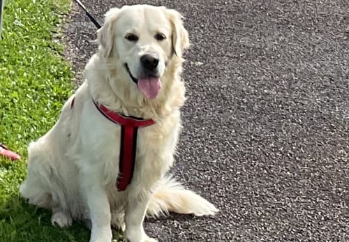 Customer photo review of Rycarfa Flavoured Tablets for Dogs 50mg