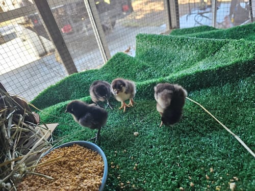 Customer photo review of Chocolate Olive Egger Chick (Sexed Female)