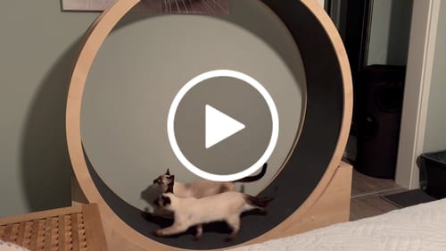 Krisztina S. review of Katzenlaufrad B-Ware & Neuwertig: Simba, Rocky WAND- & STAND-Modell image 1 out of 1