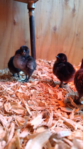 Customer photo review of Ayam Cemani Chick (Unsexed)