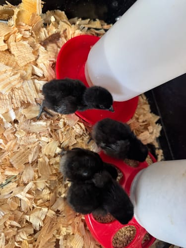 Customer photo review of Ayam Cemani Chick (Unsexed)
