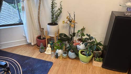 Customer photo review of Scindapsus (Pothus) macetero acanalado