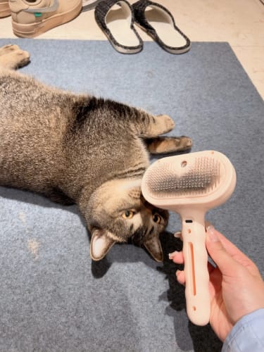 Customer photo review of Pups Furry - Dog Brush Australia