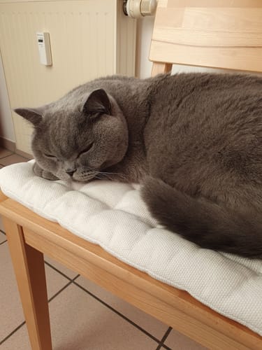 Kundenbewertung mit Foto zu BELISY RUHE Bachblüten Globuli für Hunde & Katzen - 10g