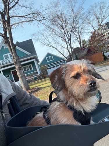 Customer photo review of Kvisp Dog Bike Carrier