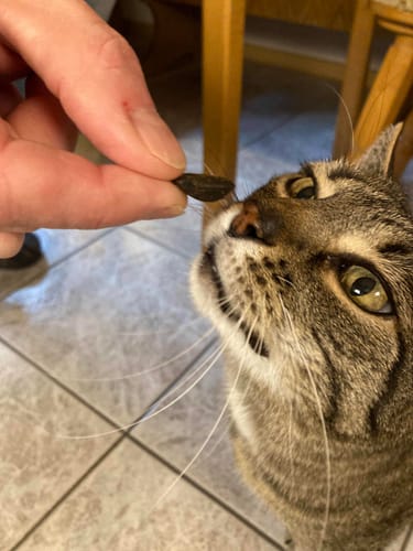 Customer photo review of Patsli Move