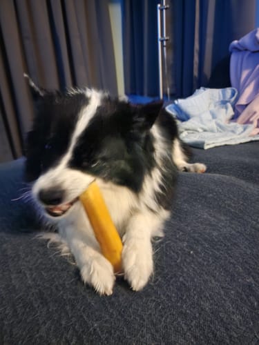Customer photo review of Gift Bundle: 2 Large Yak Chews and a 6" Hickory Smoked Bully Stick