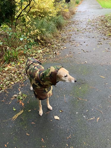 Customer photo review of Camouflage Felton - Sighthound Coat with Underbelly and Harness Hole