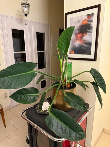 Jünger review of Topfpflanzenbewässerung „Hydro Wine“ 4 Stk. Tonkegel für Wein- & PET-Flaschen image 1 out of 1