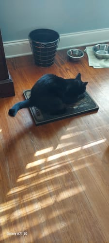 Customer photo review of Chaos Maker - Luxury Cat Scratching Board