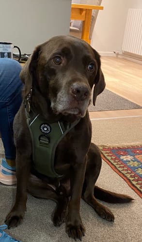 Customer photo review of Trail & Glow® Harness Bundle Set - The Khaki One