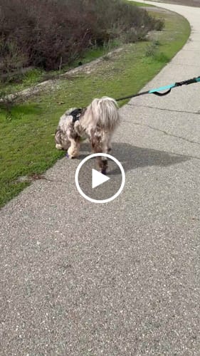 Customer video review of WagWellies® by wagwear