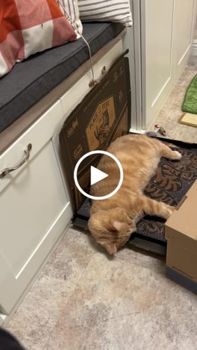 Customer video review of Asian Tiger - Luxury Cat Scratching Board