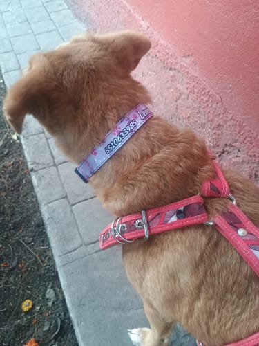 Customer photo review of Collar personalizado para Mascota: Lila